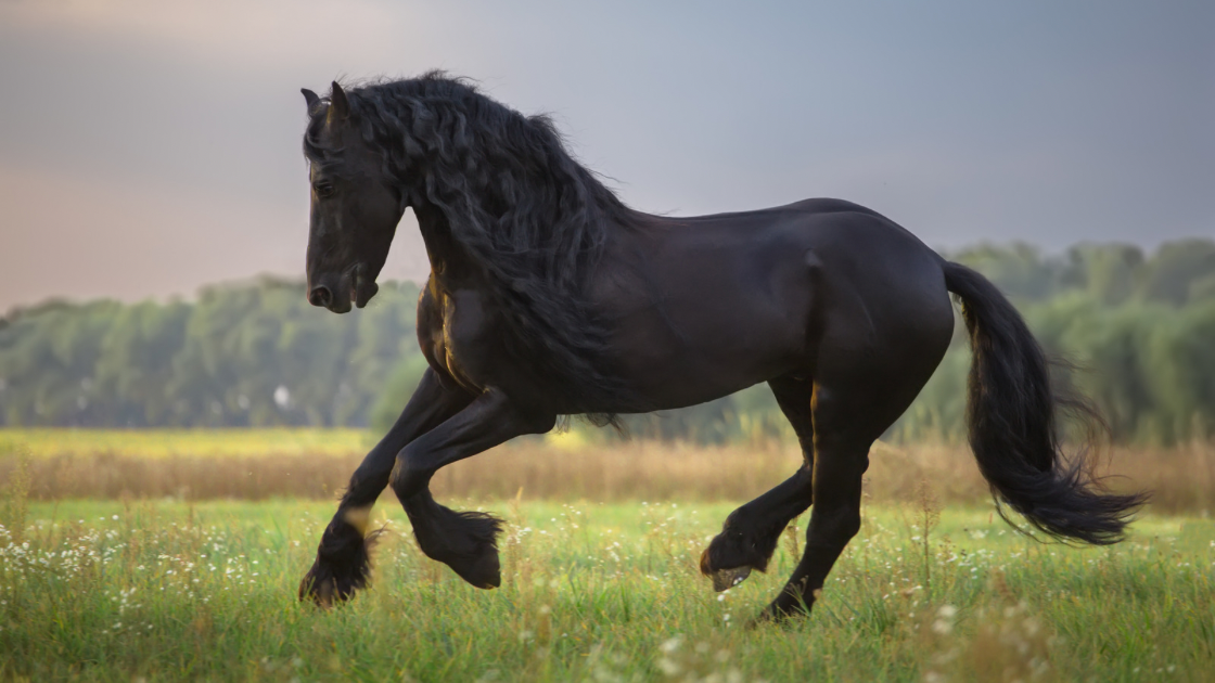 Image of a black horse