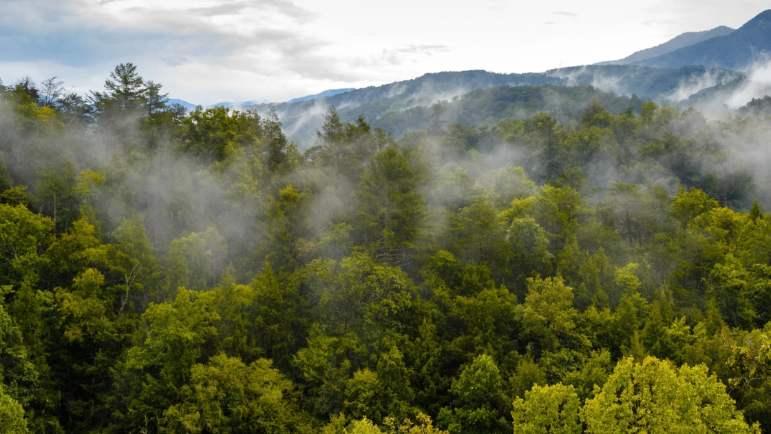 The smoke that forms over the Great Smoky Mountains is produced by plants