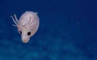 Image of a piglet squid