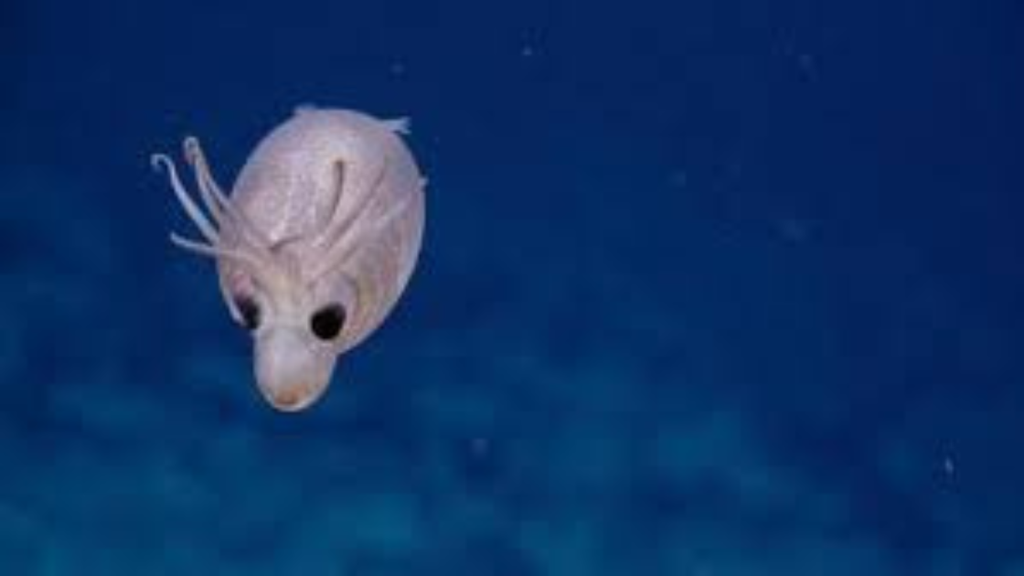 Image of a piglet squid