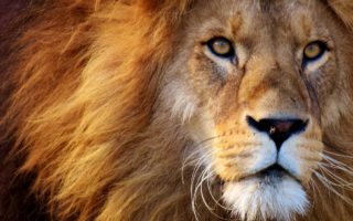 Image of a male lion