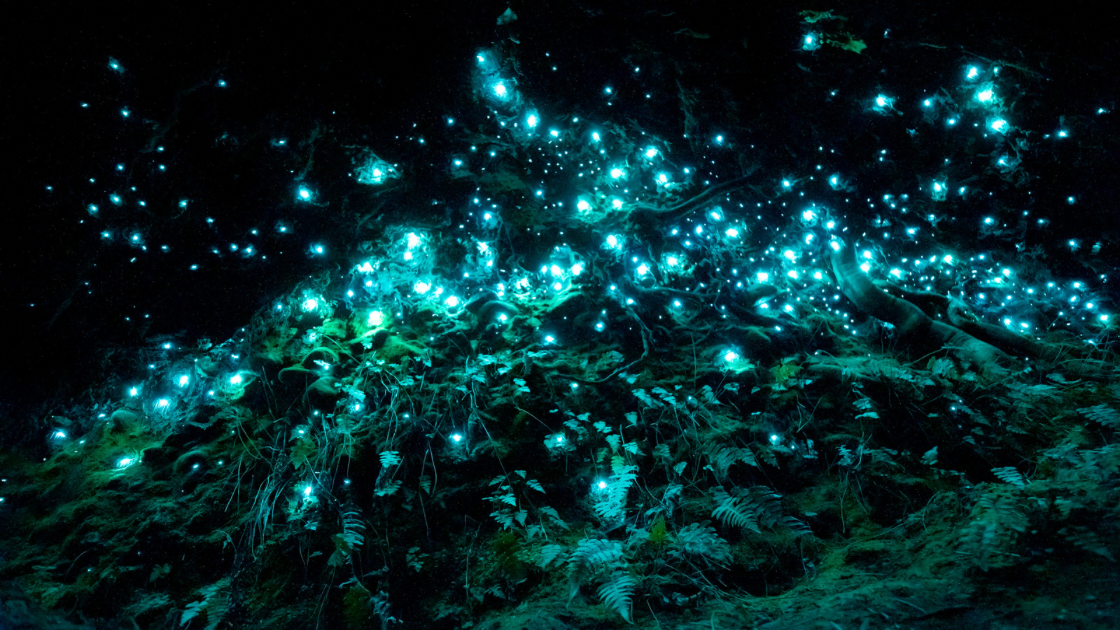 Bioluminescent glowworms illuminating the ceiling of a cave in New Zealand.