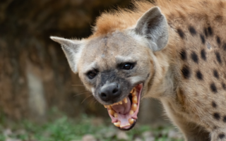 hyena showing teeth