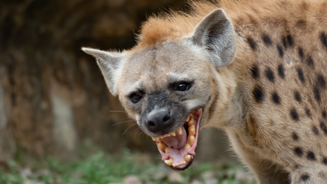 hyena showing teeth