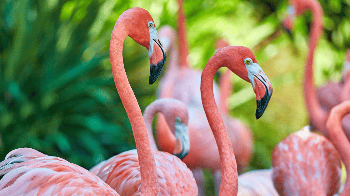 Image of a group of flamingos