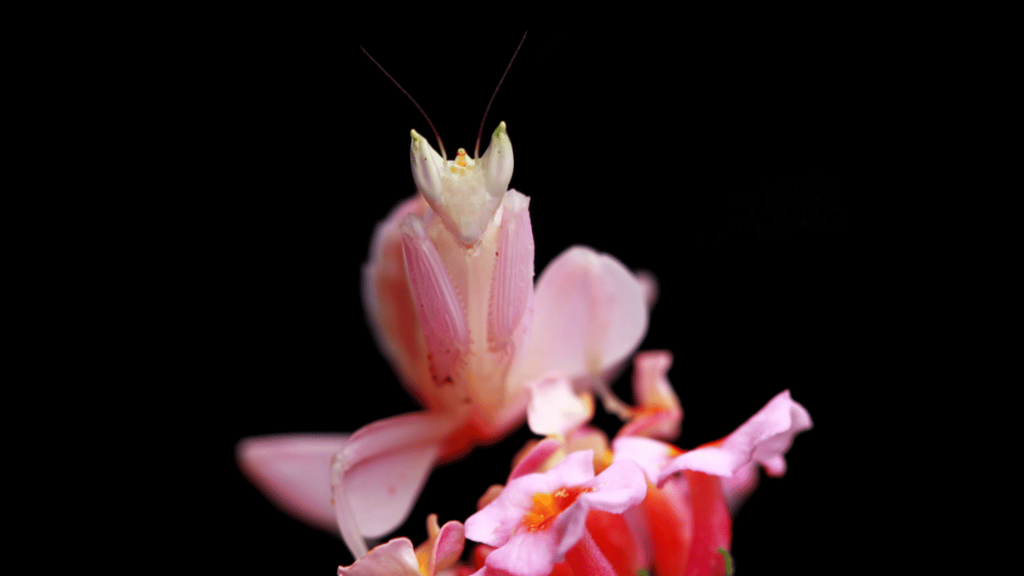 Image of an orchid mantis
