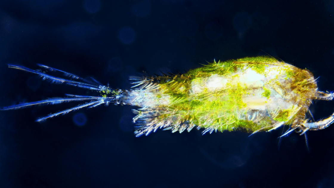 Image of plankton