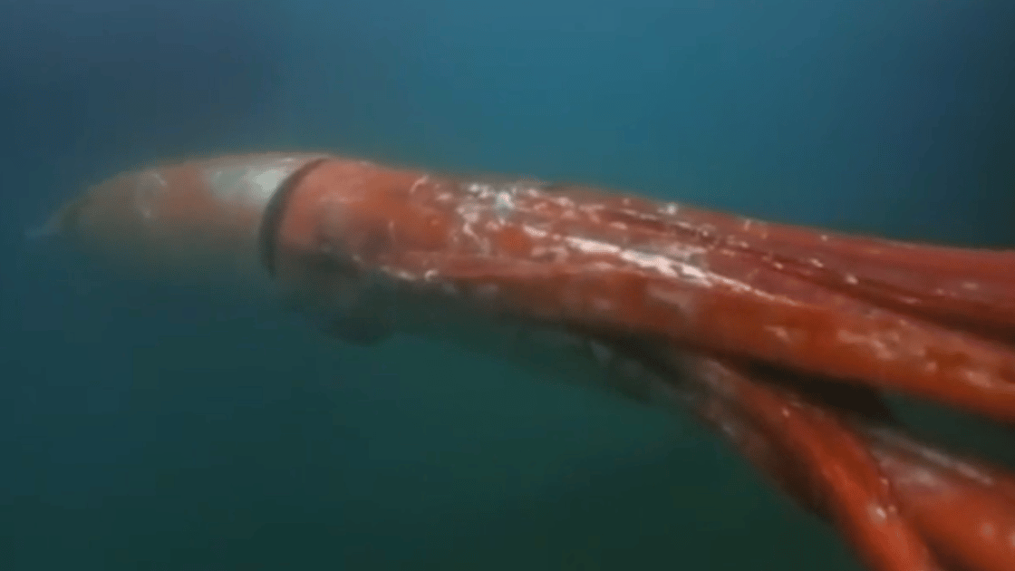 Image of a red giant squid