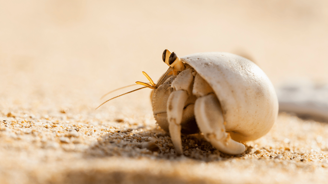 Image of a hermit crab in a shell