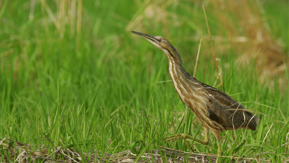 Image of a bird