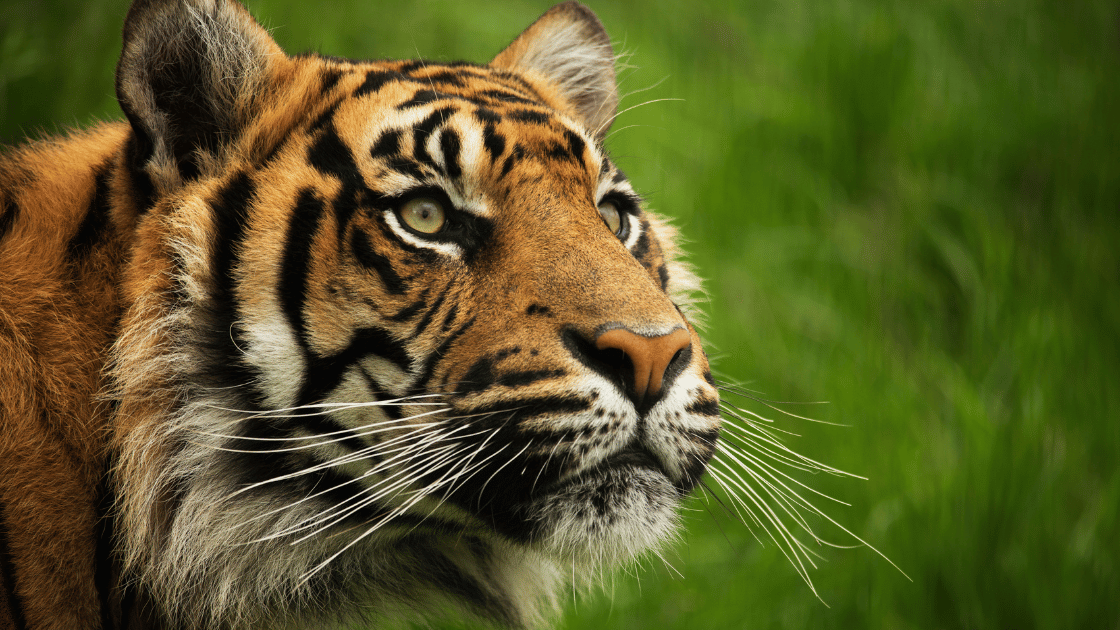 Image of a tiger against a green background
