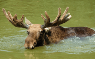 Moose swimming through water