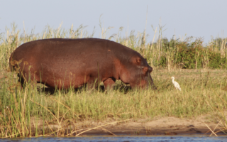Image of a hippo