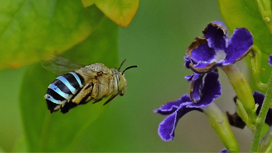 image of a blue banded bee