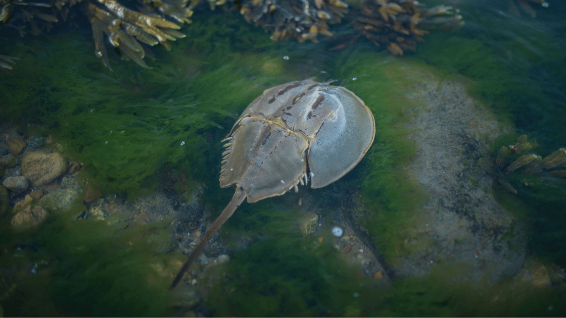 image of a horseshoe crab in water