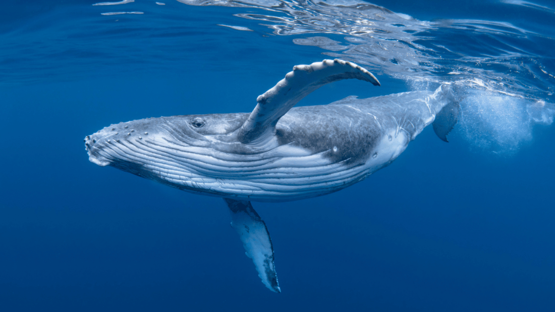 Image of a humpback whale