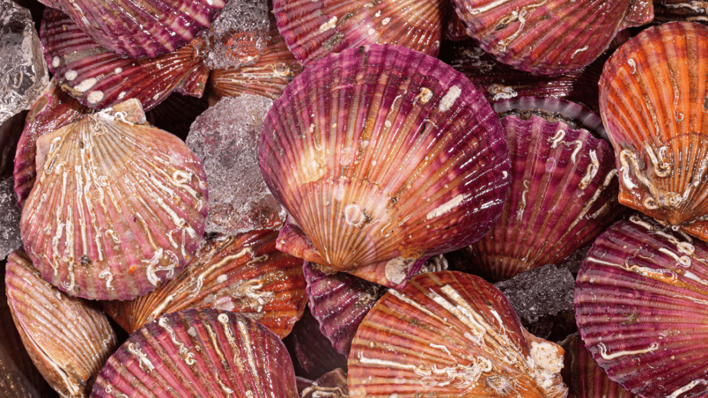 scallops-can-swim-by-clapping-their-shells-together-naturalist-s-guide