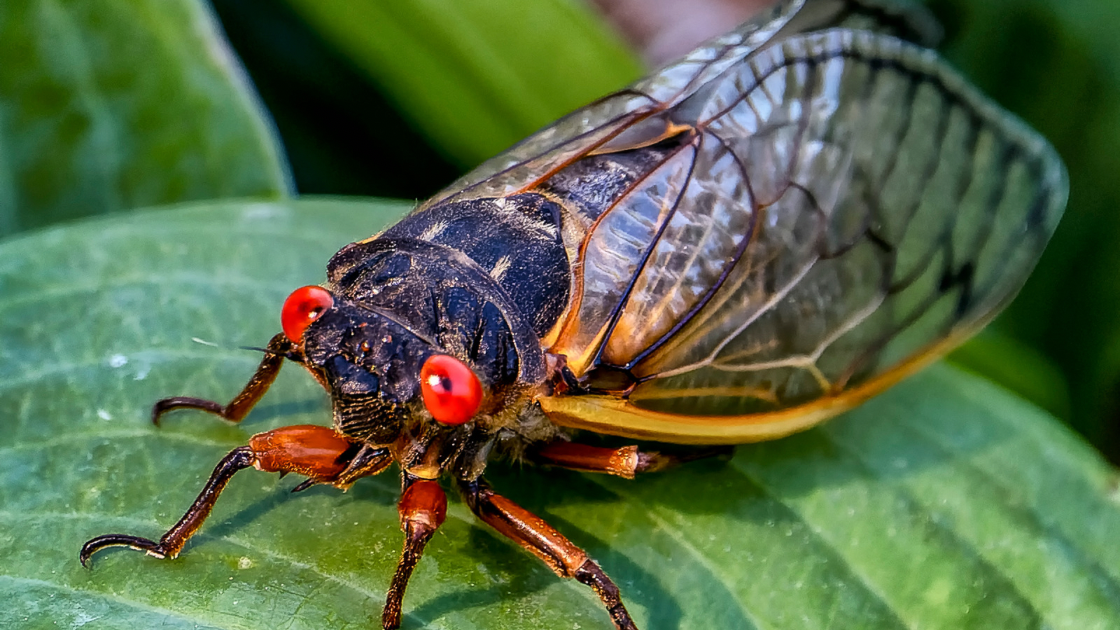 image of a cicada on a leaf