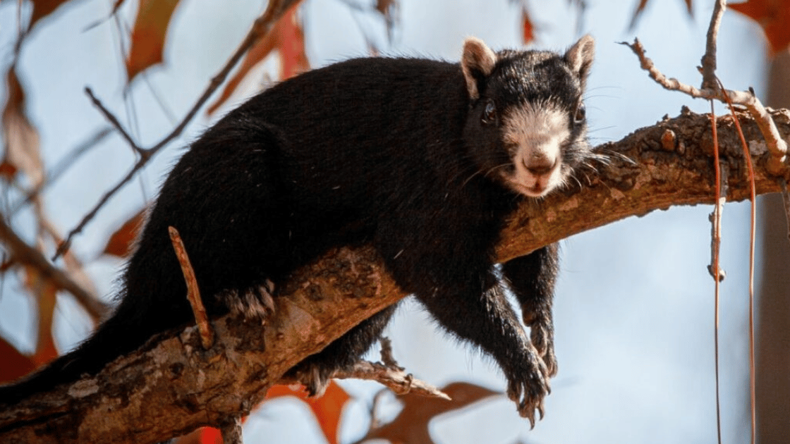 black fox squirrel resting on tree branch