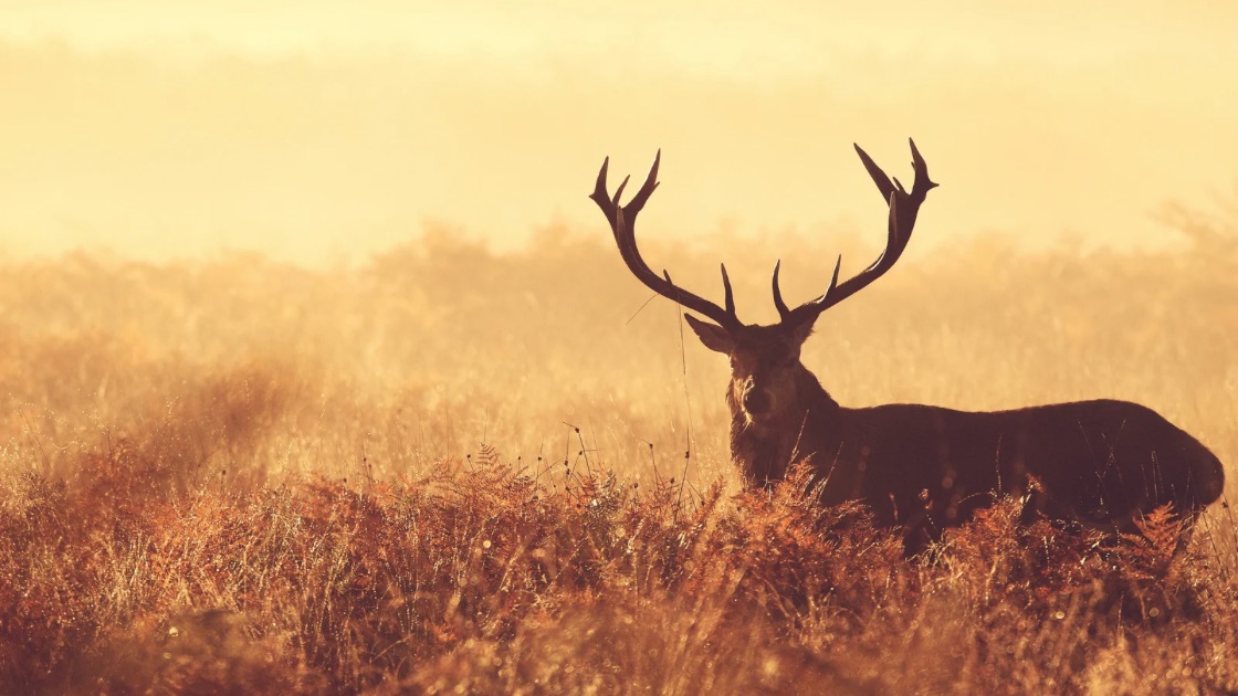 The July full Moon is named the Buck Moon because it is around the time when new antlers of buck deer begin to grow with coatings of velvety fur.