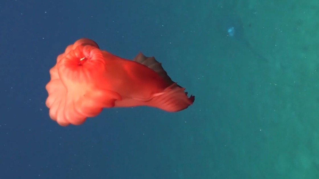 image of headless chicken monster also known as the swimming sea cucumber