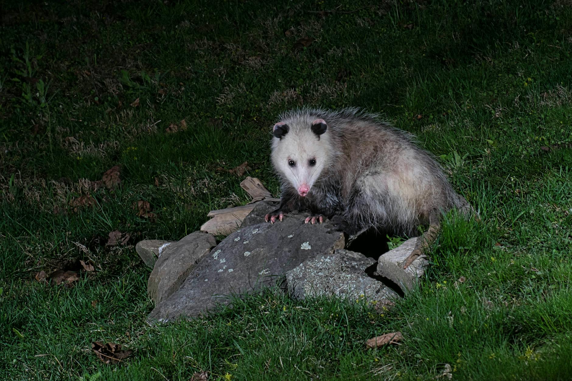 opossum on the rocks