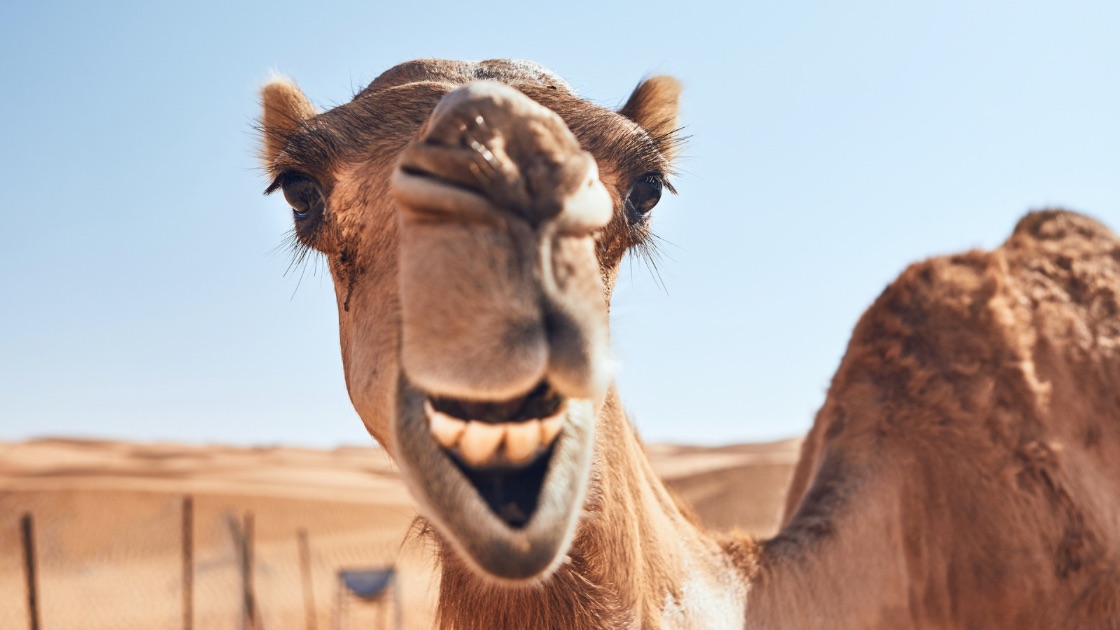 image of a beautiful camel