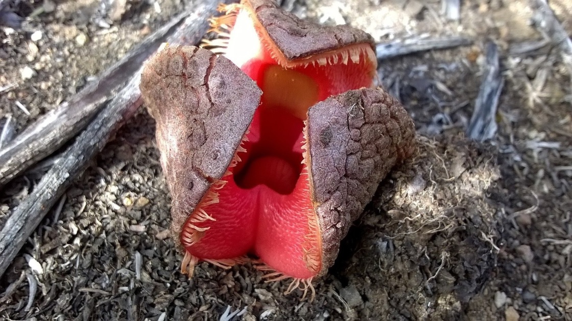 Image of the hydnora africana plant also known as jackal food