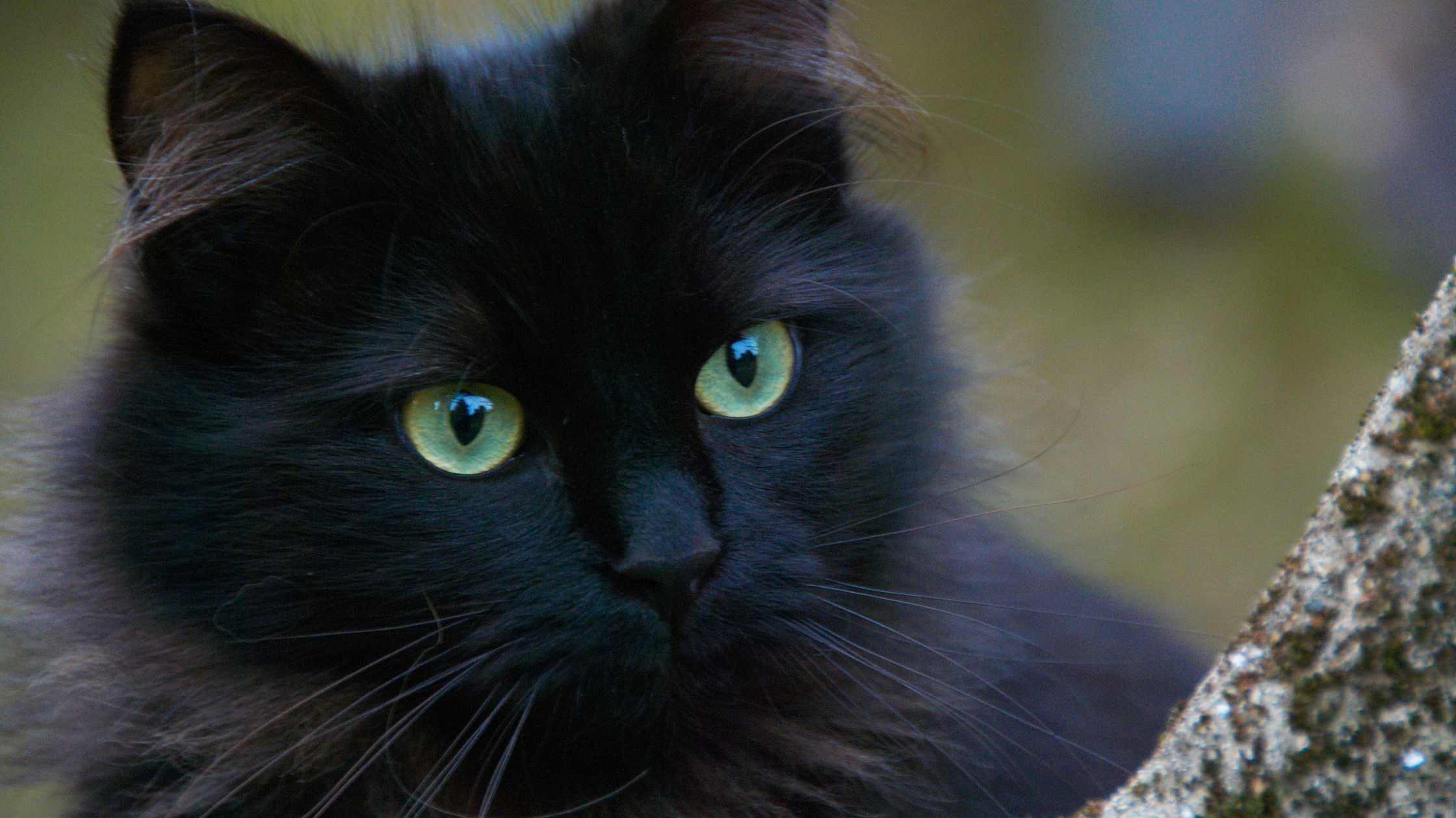 facts about black cats