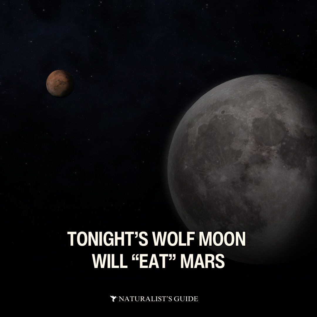 January Wolf Moon will “eat” Mars – Naturalist's Guide