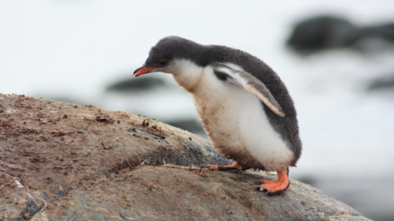 Gentoo penguins propose to their mates by presenting them with the smoothest pebble they can find. If the female accepts, they use it to build their nest together and will mate for life.