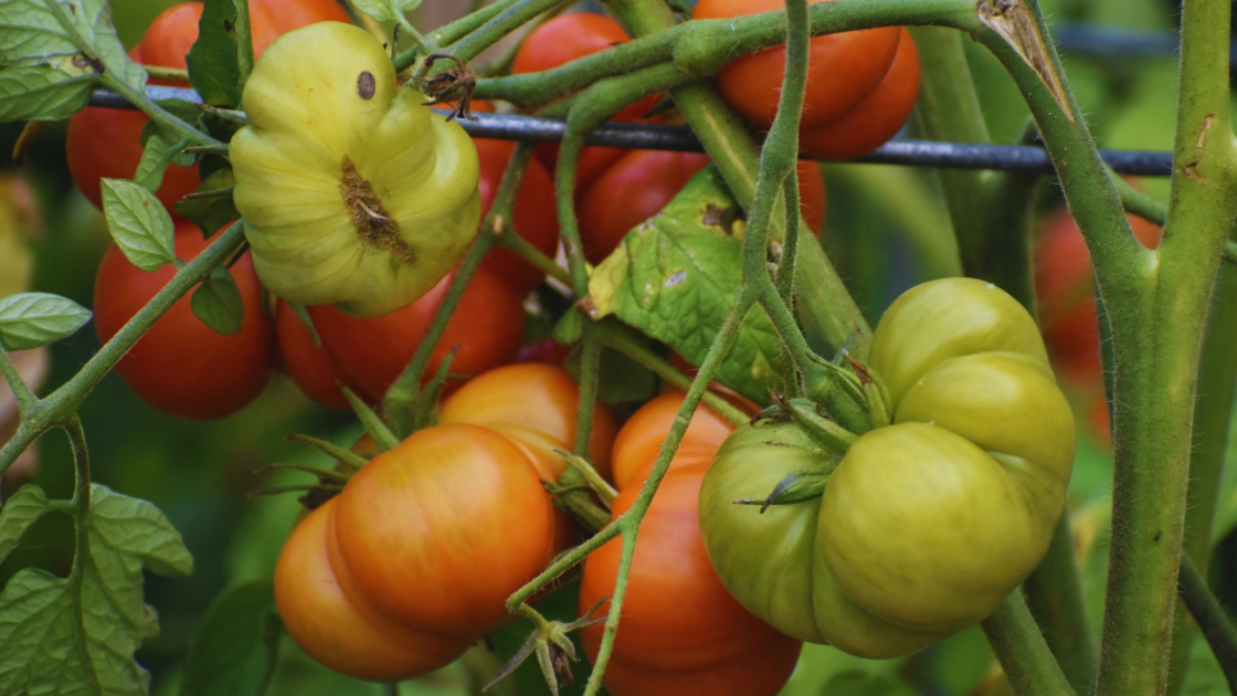 Tomatoes were cultivated by the Aztecs in the Americas—they were brought to Italy by the Spanish in the 1500s—but people thought they were either poisonous or an aphrodisiac