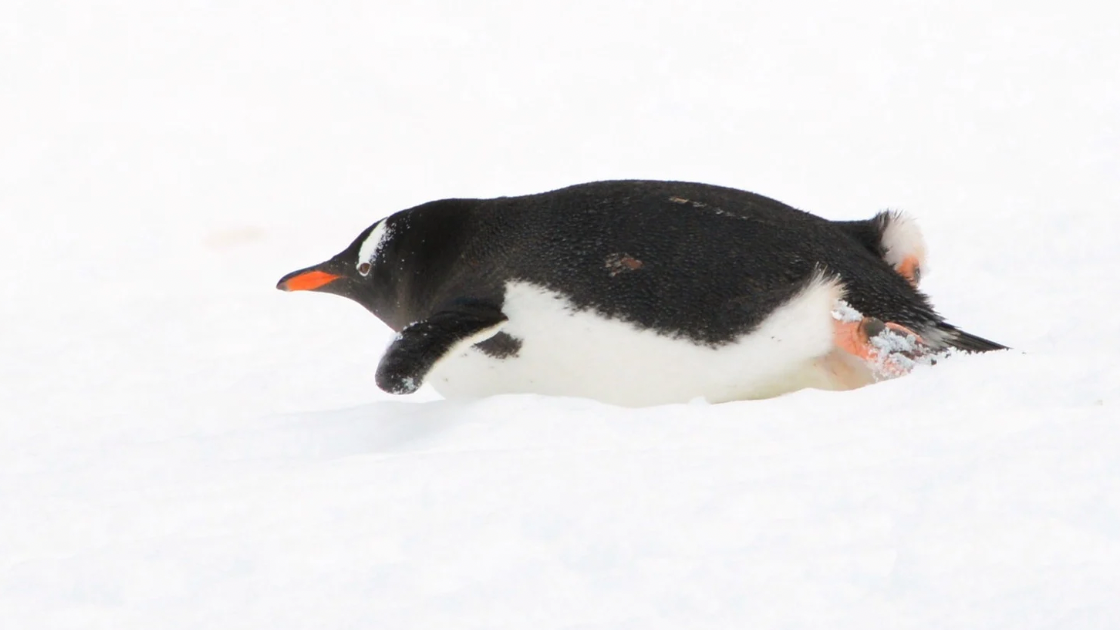 Tobogganing penguin