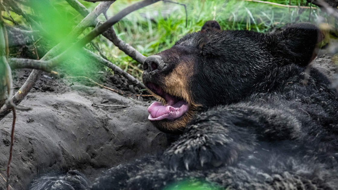 Bears don’t actually hibernate during the winter