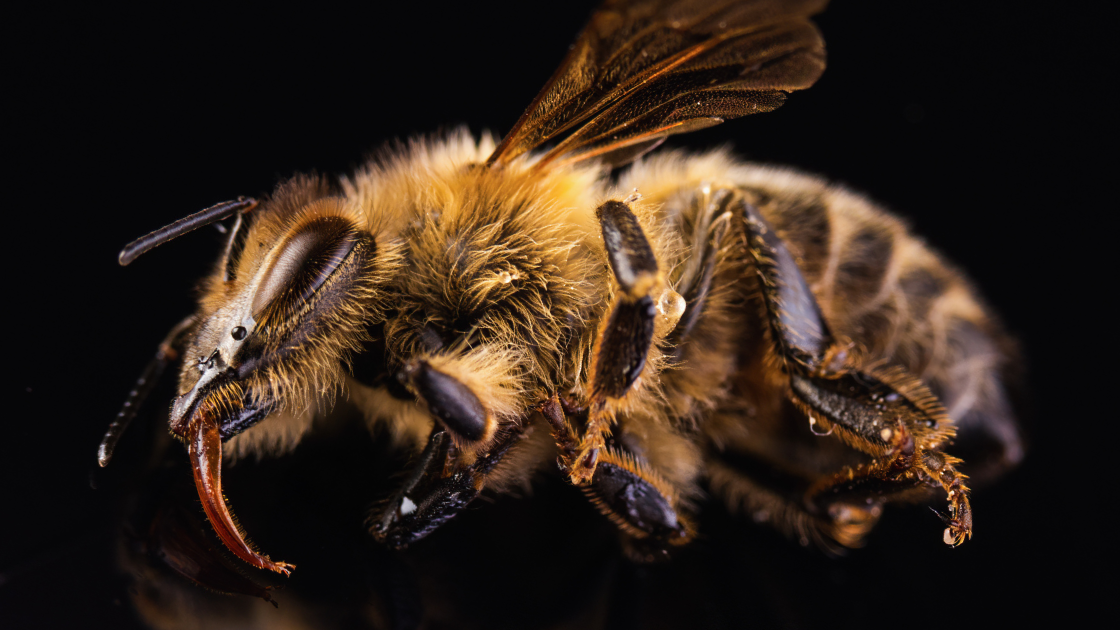 Male honeybees die after sex because their genitals explode