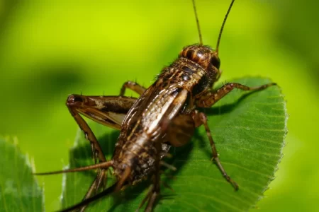 How To Tell Temperature With Crickets