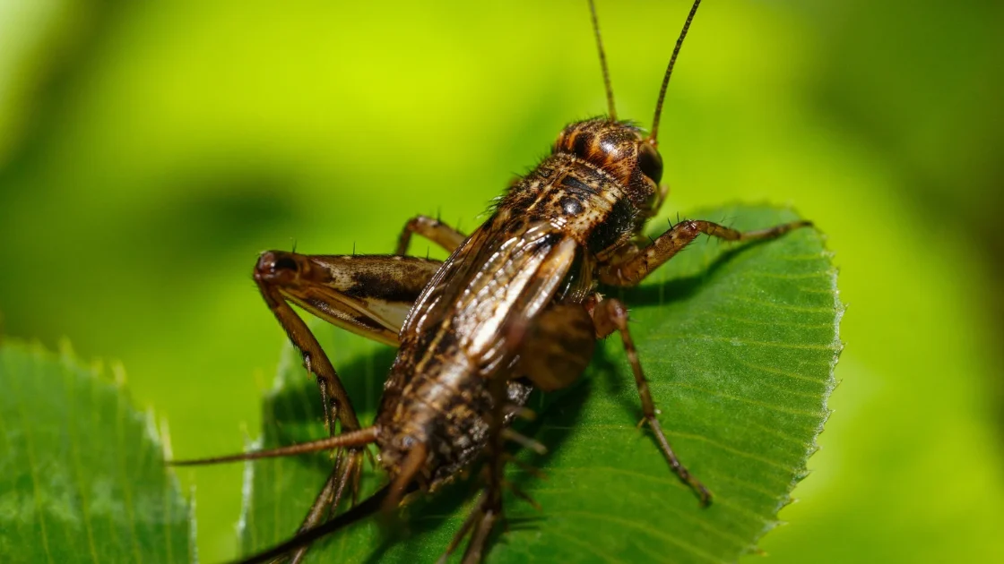 You can count the number of cricket chirps in 15 seconds, add 40, and that will give you the temperature in Fahrenheit (F)