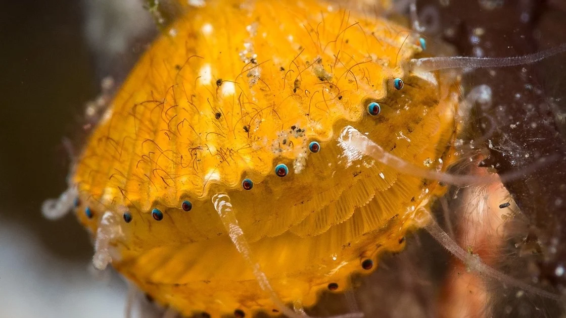 Scallops have up to 200 eyes