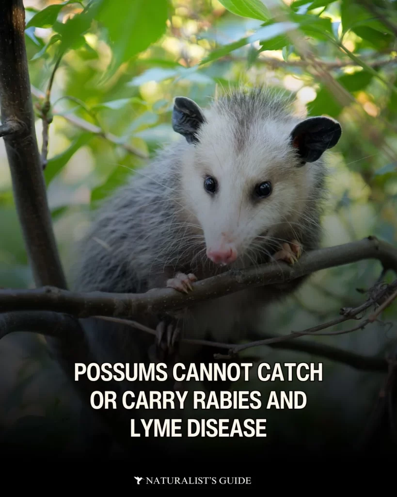 Possums are resistant to diseases like rabies due to their low body temperature. 