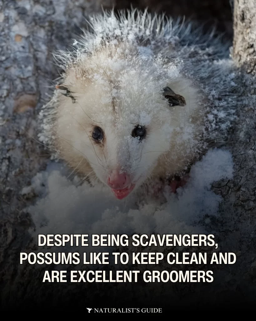  Despite being scavengers, possums like to keep clean and are excellent groomers. 