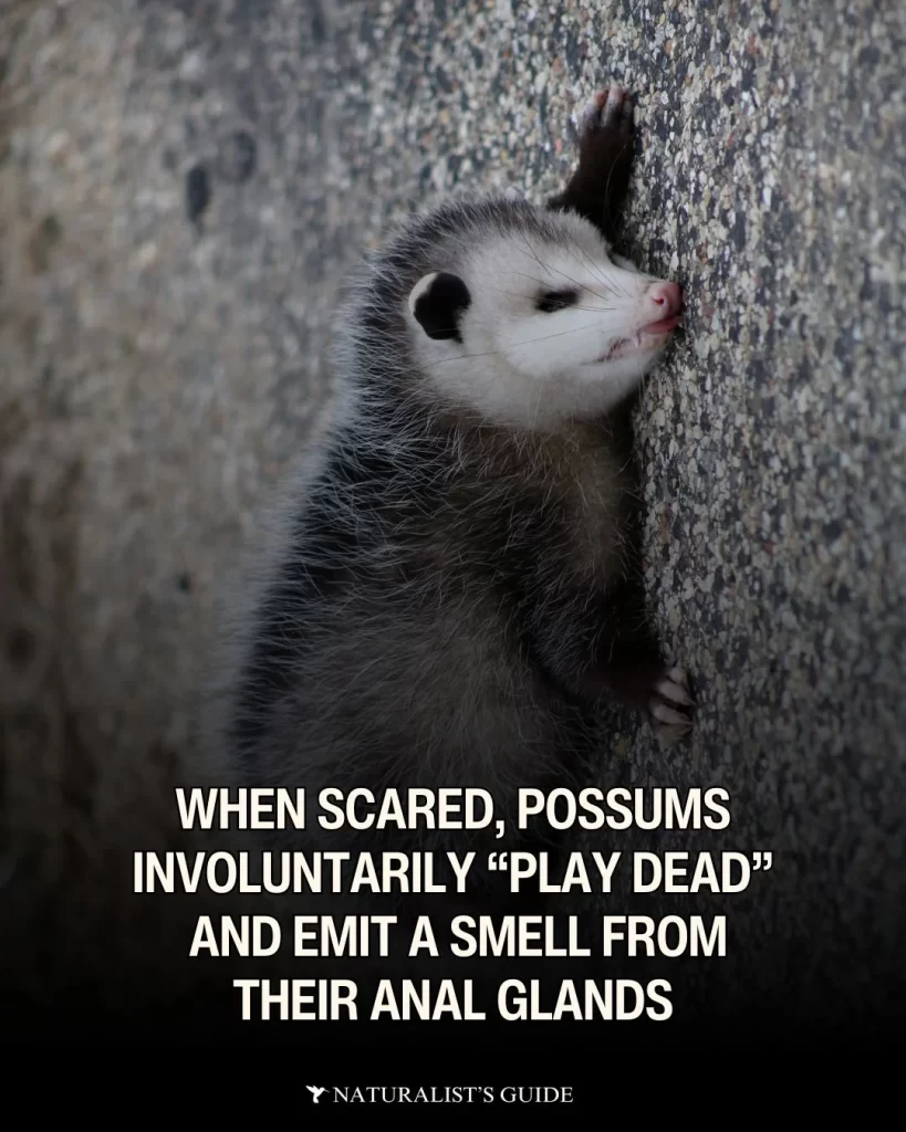 When scared, possums involuntarily enter a state called thanatosis aka “playing dead.” They lie motionless and emit a foul-smelling fluid from their anal glands to deter predators.