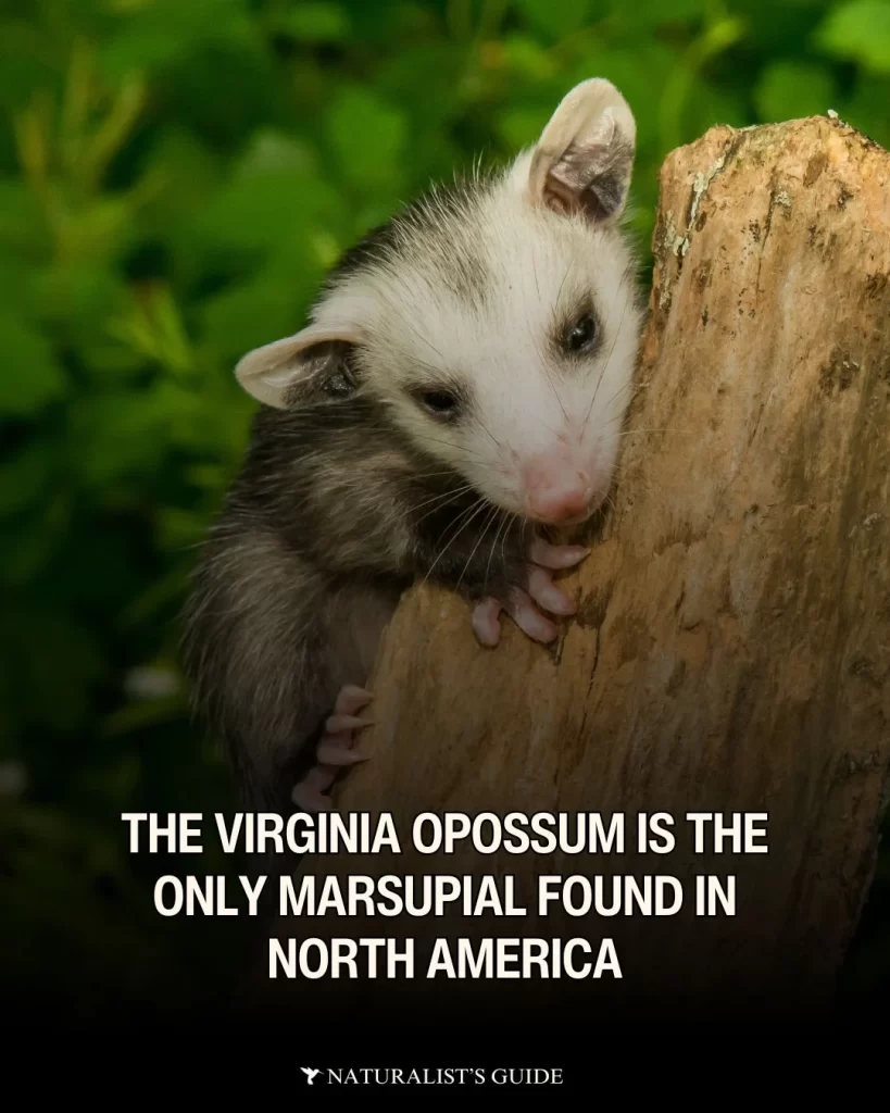 The Virginia opossum is the only marsupial found in North America. 
