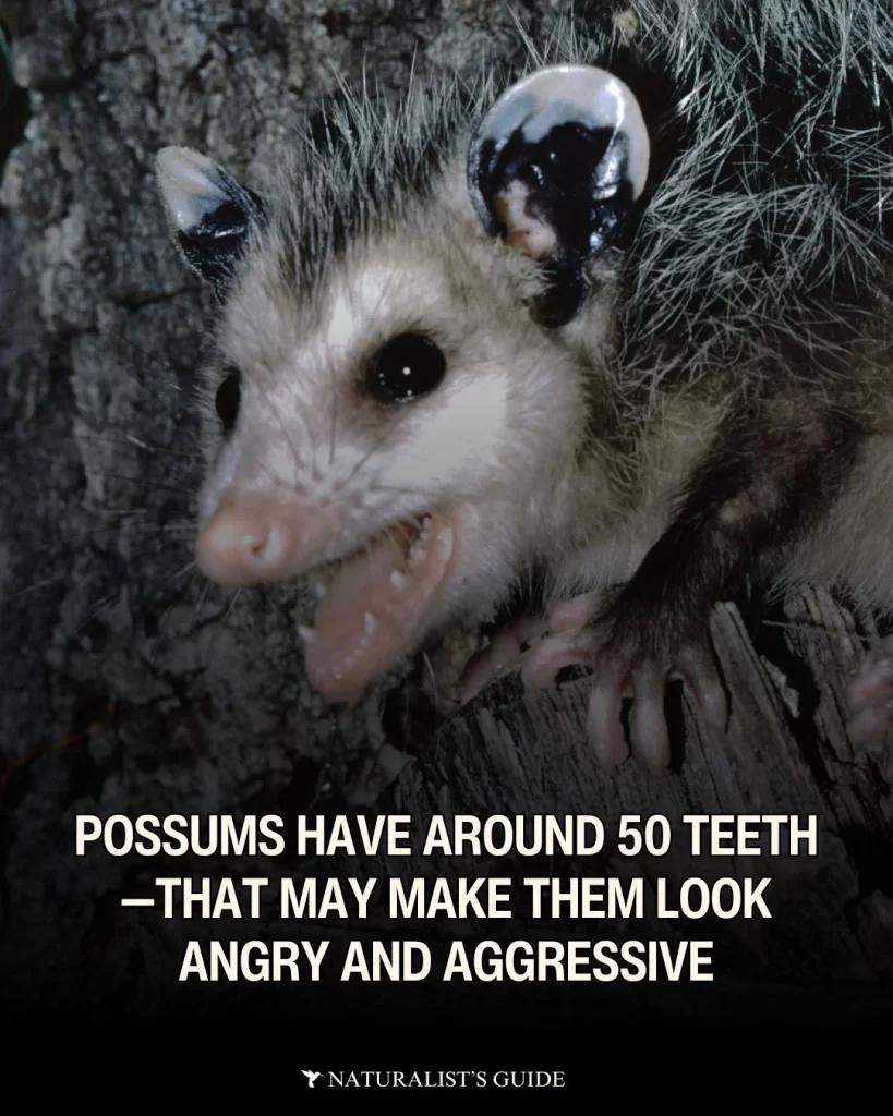 Possums may look aggressive when they show their teeth, but they are not