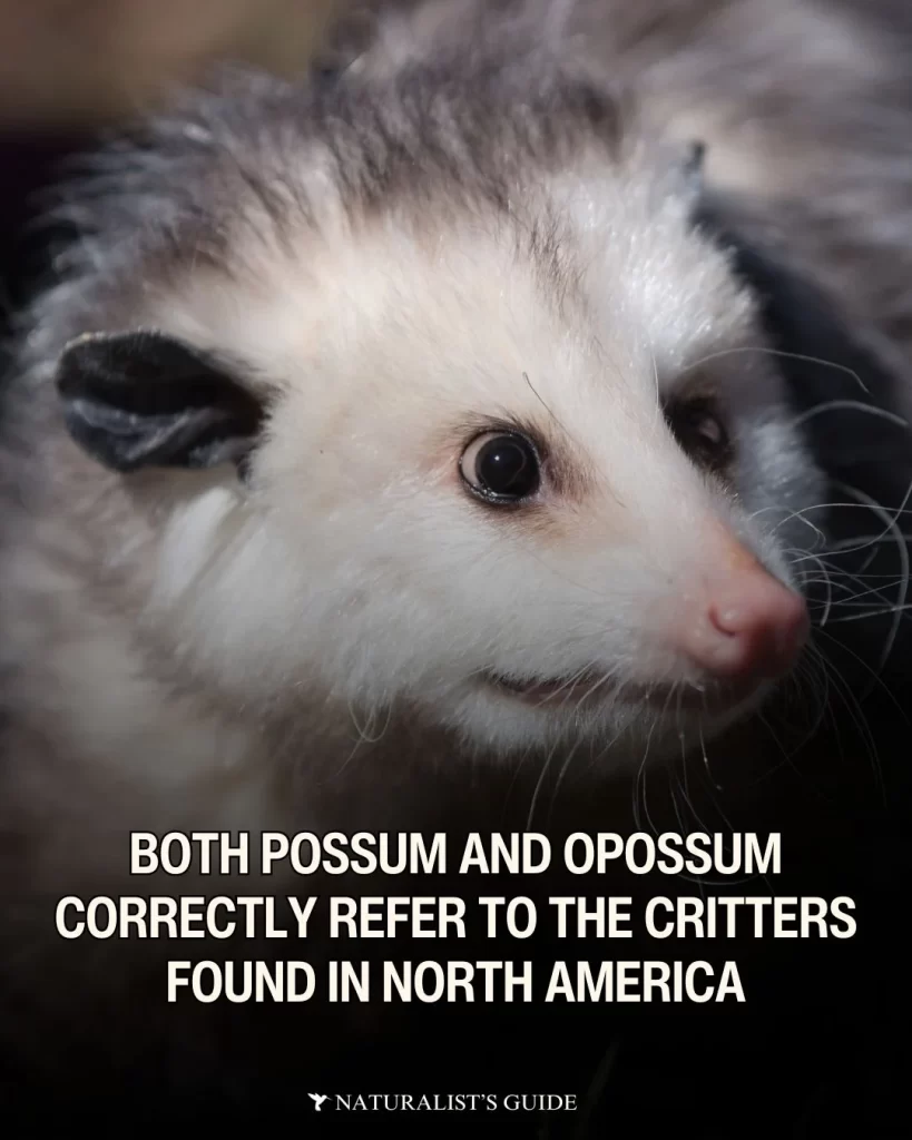 “both possum and opossum correctly refer to the Virginia opossum frequently seen in North America.”