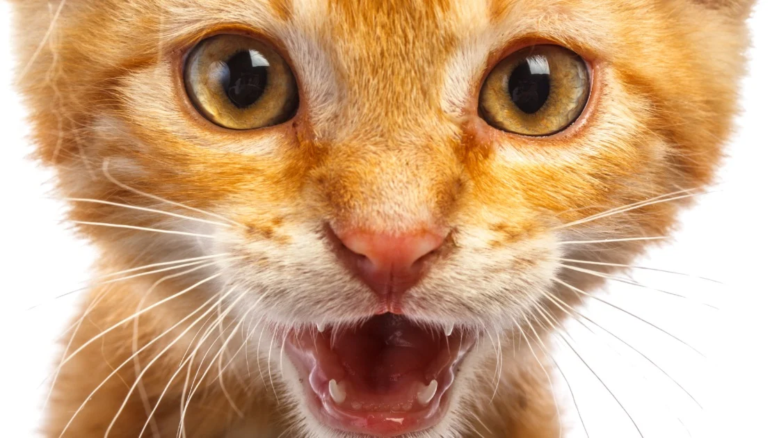 house cats share 95% of their DNA with tigers