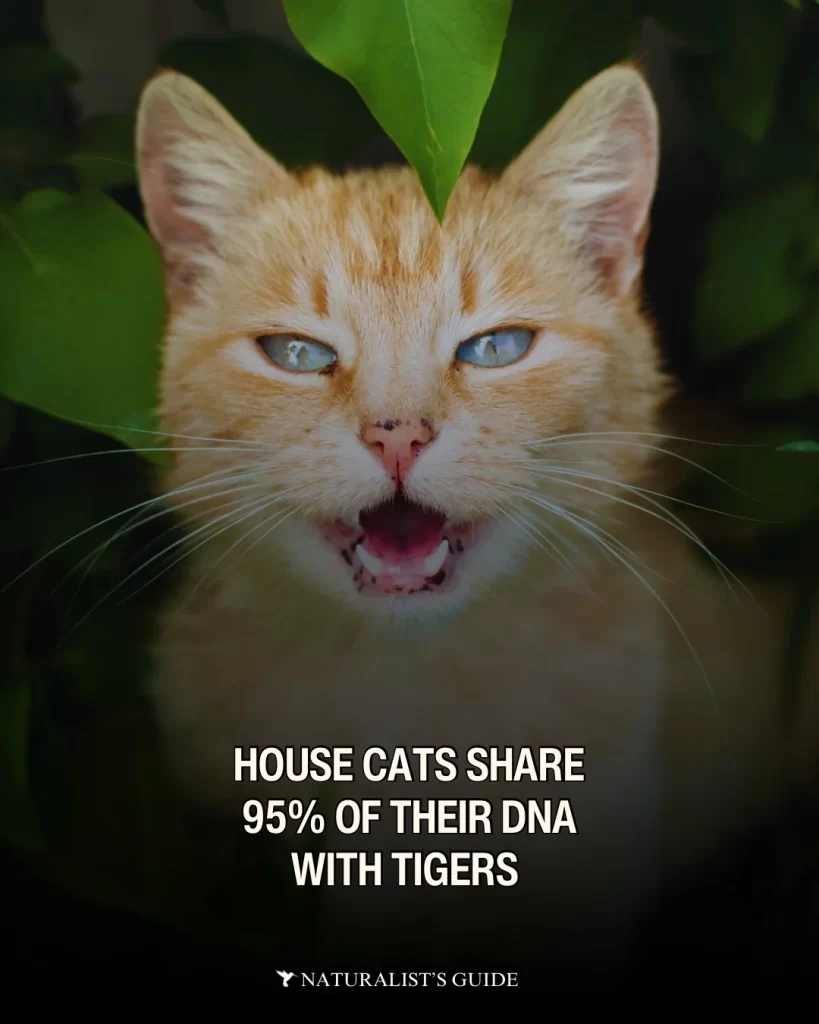 image of orange cat with caption that house cats share 95% of their DNA with tigers