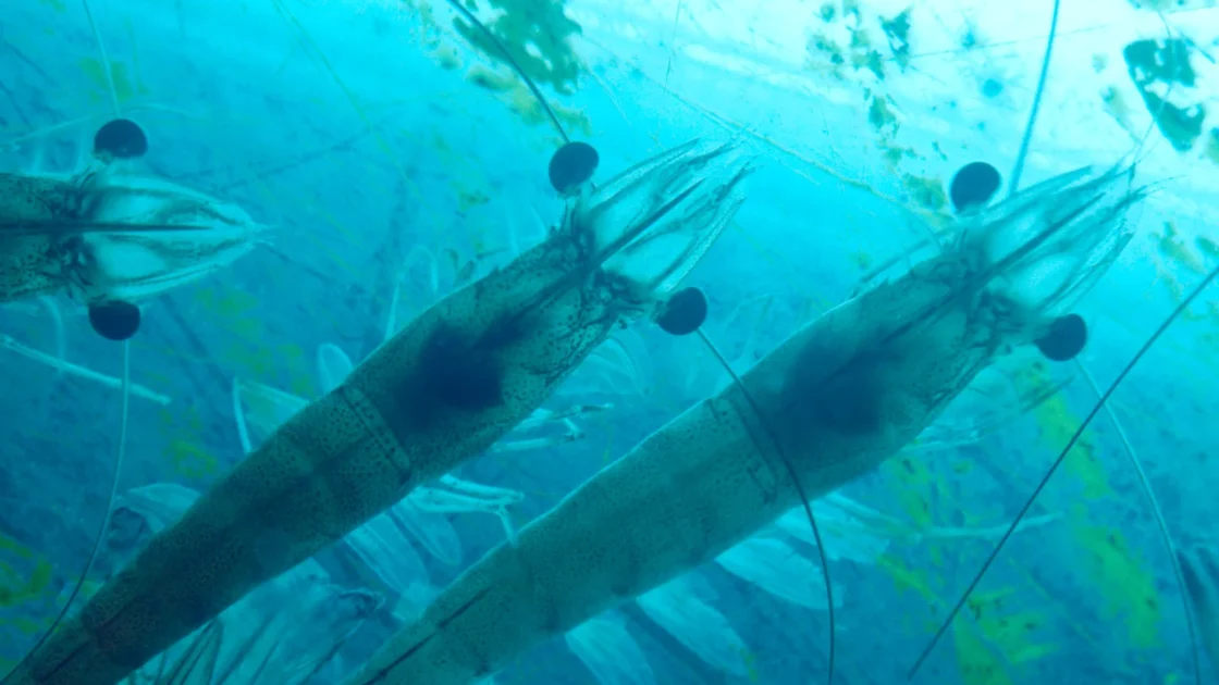 image of two shrimps